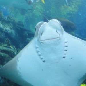 Meet your Posher, Alfredo